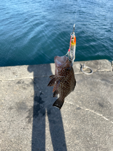 オオモンハタの釣果