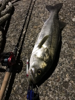 シーバスの釣果