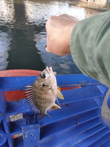 キビレの釣果