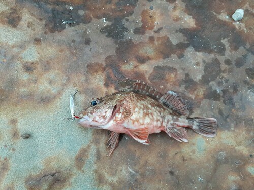 アラカブの釣果