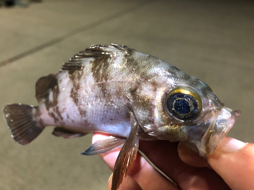 メバルの釣果