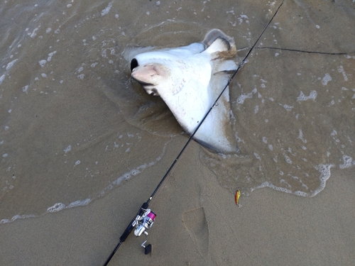 ナルトビエイの釣果