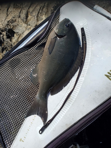 オナガグレの釣果