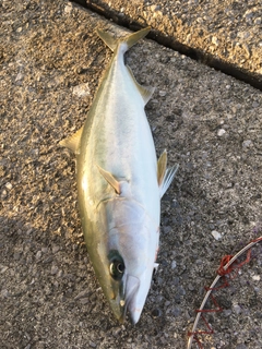 ハマチの釣果