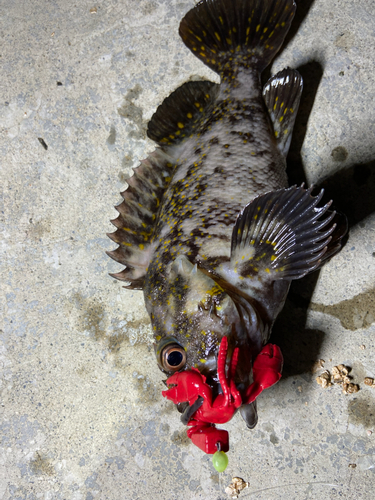 ソイの釣果