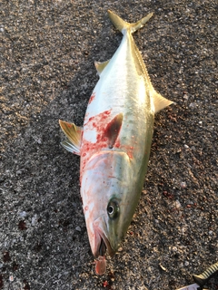 ハマチの釣果