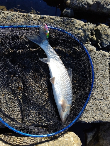 ニゴイの釣果