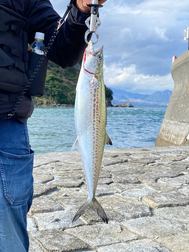 サゴシの釣果