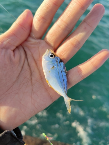 ヒイラギの釣果