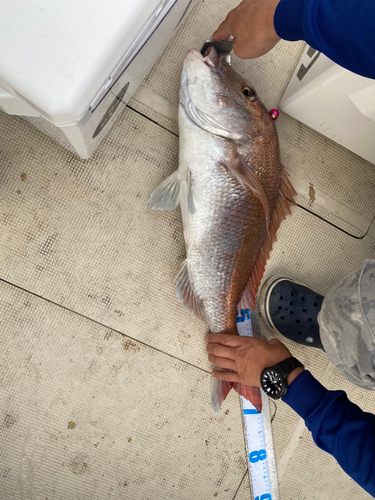 タイの釣果