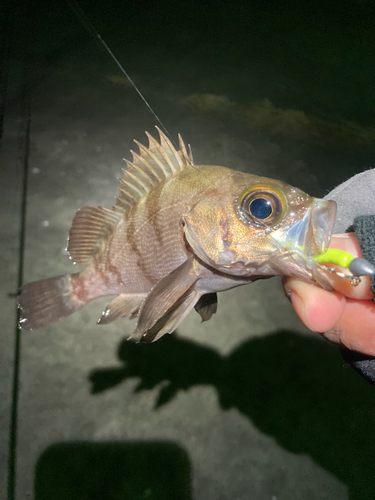 メバルの釣果