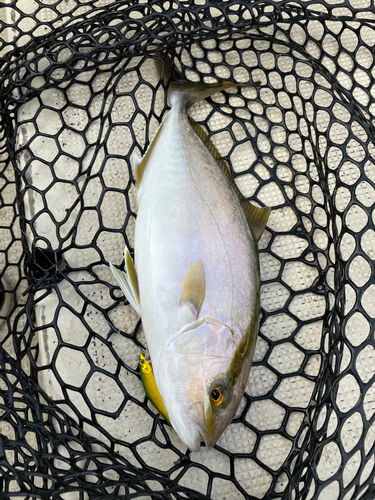 ショゴの釣果