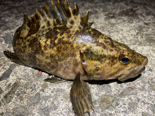 タケノコメバルの釣果