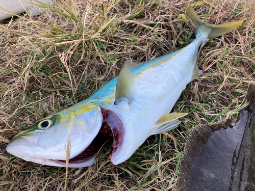 イナダの釣果