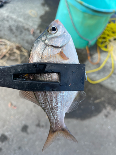 タナゴの釣果