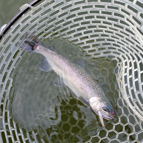 ニジマスの釣果