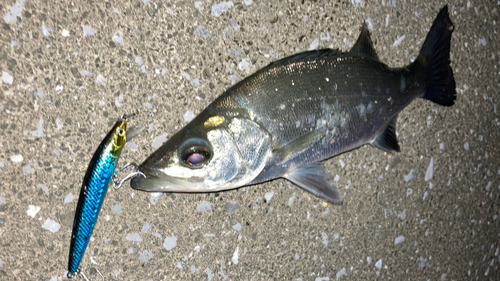 ヒラスズキの釣果