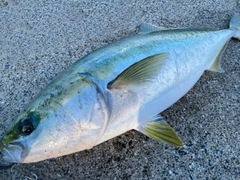 ハマチの釣果