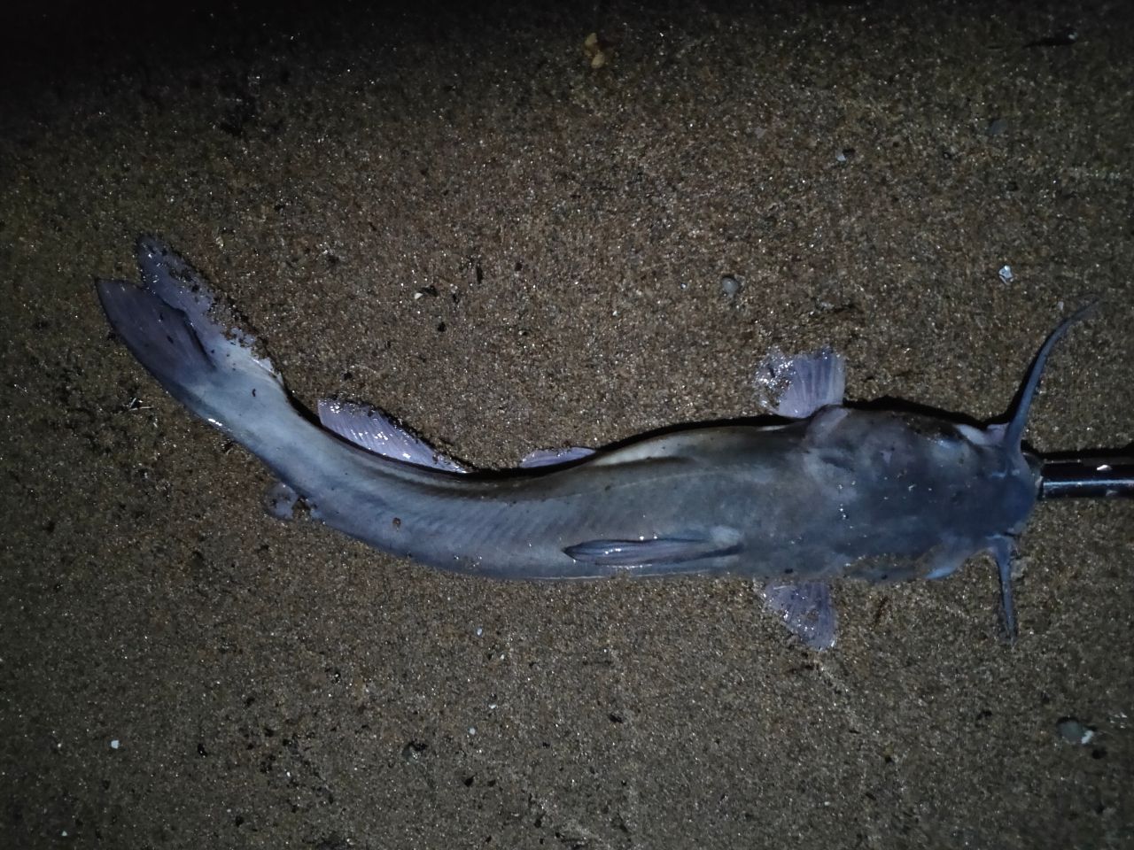 アメリカンキャットフィッシュ