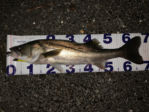 シーバスの釣果