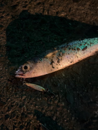 サバの釣果