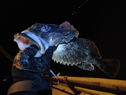 カジカの釣果