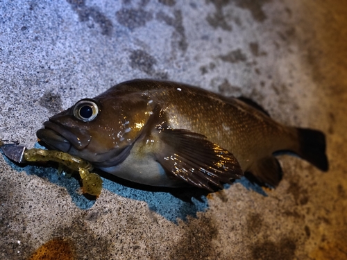 エゾメバルの釣果