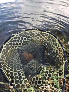 ニジマスの釣果