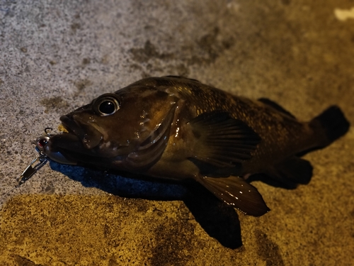 エゾメバルの釣果