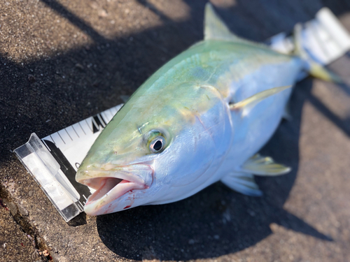 ワラサの釣果