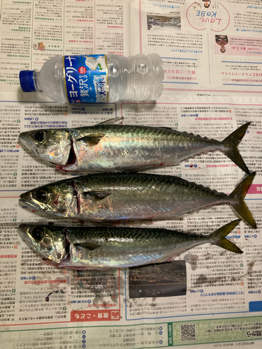 マサバの釣果