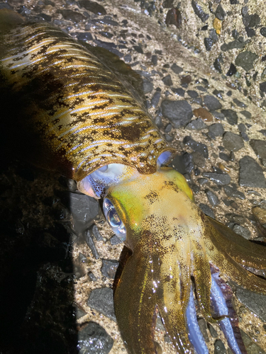 アオリイカの釣果