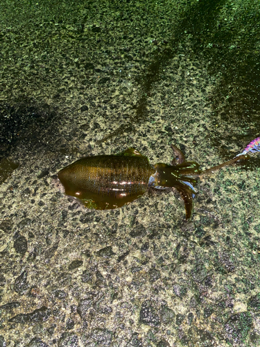 アオリイカの釣果