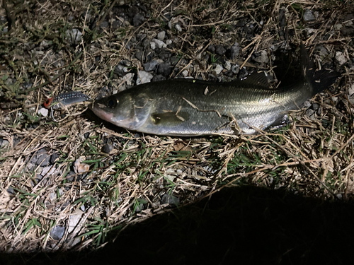 セイゴ（マルスズキ）の釣果