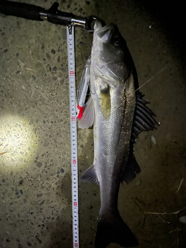 シーバスの釣果