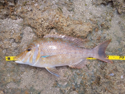 ハマフエフキの釣果