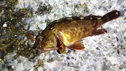 カサゴの釣果