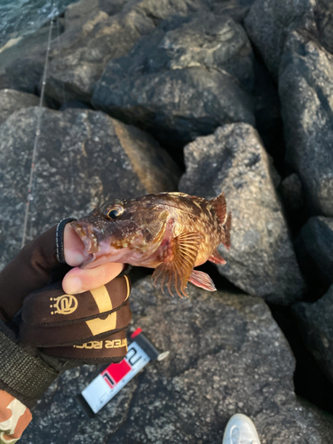 カサゴの釣果