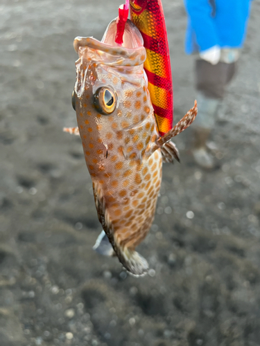 オオモンハタの釣果