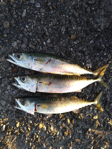 サバの釣果