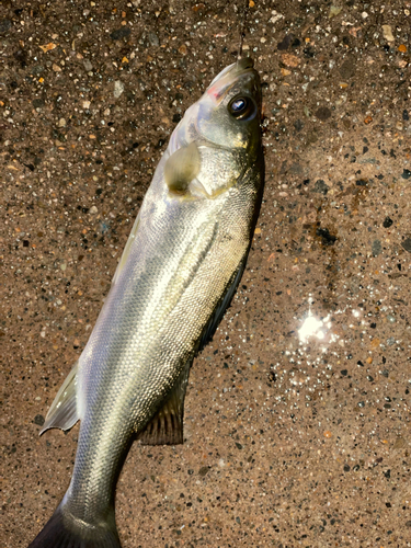 セイゴ（マルスズキ）の釣果