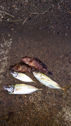 アジの釣果