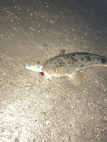 マゴチの釣果