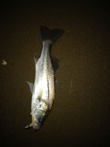 セイゴ（タイリクスズキ）の釣果