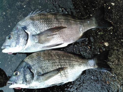 クロダイの釣果