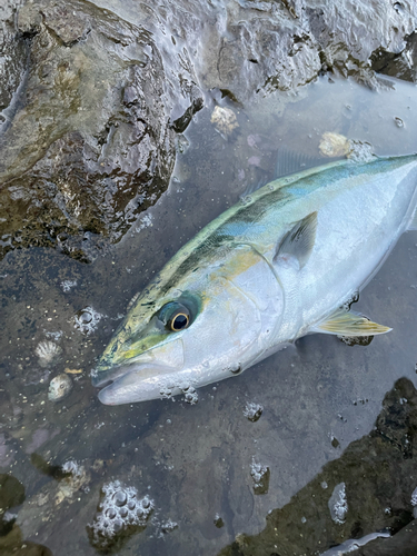 イナダの釣果