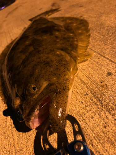 マゴチの釣果