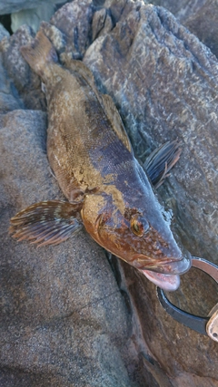 アイナメの釣果