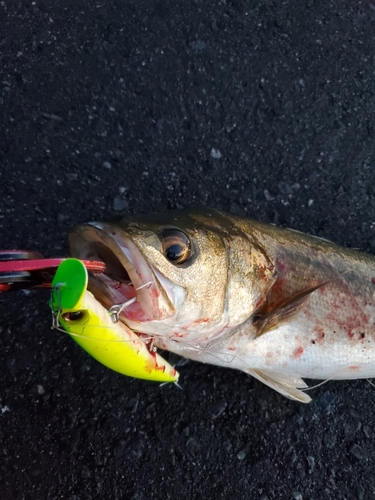 スズキの釣果