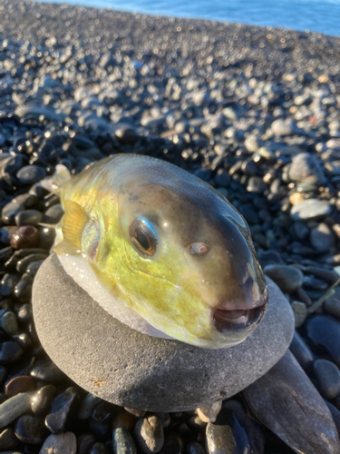 シロサバフグの釣果